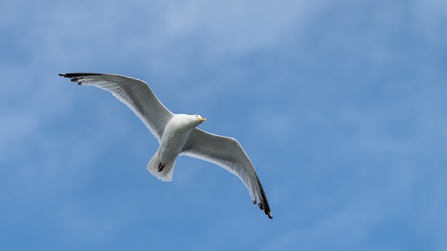Zeemeeuw, Vogel, Vleugels, Bek, Veren