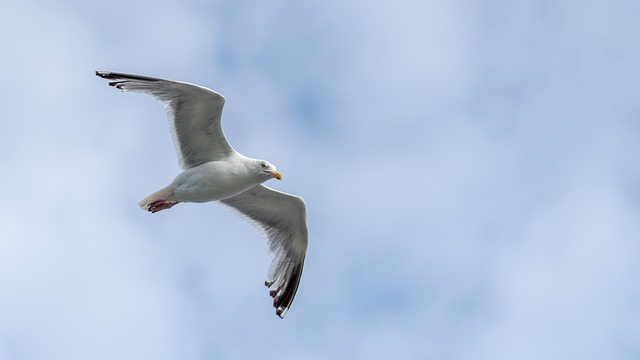 Zeemeeuw, Vogel, Vleugels, Bek, Veren