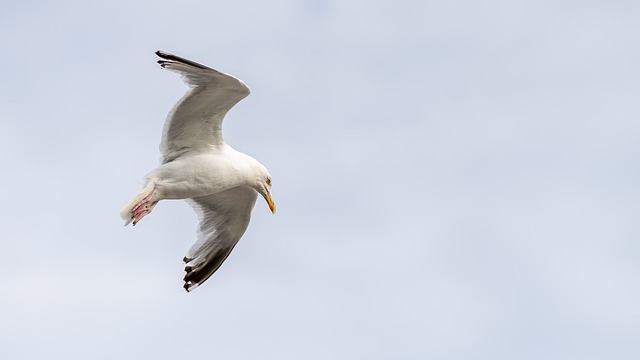 Zeemeeuw, Vogel, Vleugels, Bek, Veren