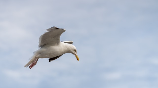Zeemeeuw, Vogel, Vleugels, Bek, Veren