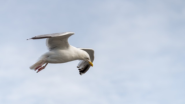 Zeemeeuw, Vogel, Vleugels, Bek, Veren