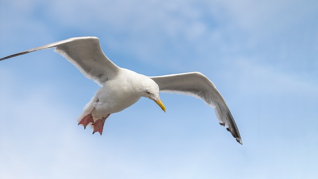 Zeemeeuw, Vogel, Vleugels, Bek, Veren