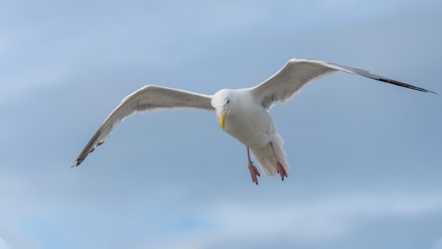 Zeemeeuw, Vogel, Vleugels, Bek, Veren