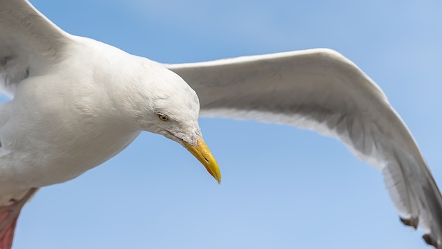 Zeemeeuw, Vogel, Vleugels, Bek, Veren