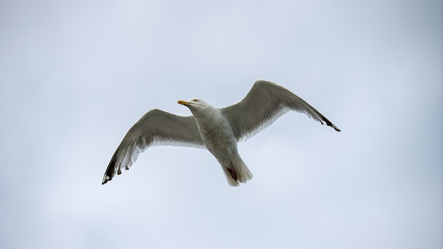 Zeemeeuw, Vogel, Vleugels, Bek, Veren