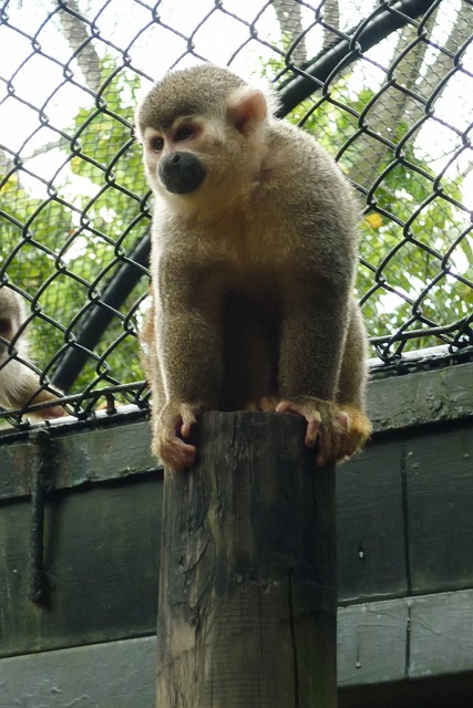 Free Monkey Primate photo and picture