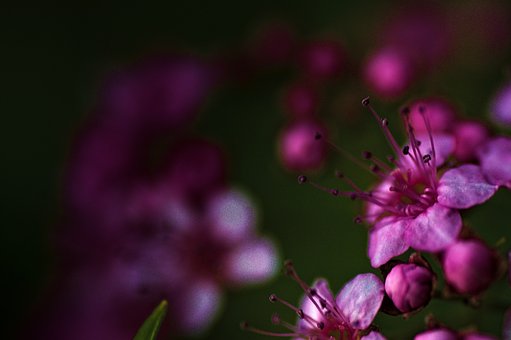 Free Flowers Petals photo and picture