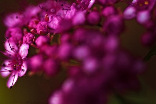 Free Flowers Petals photo and picture