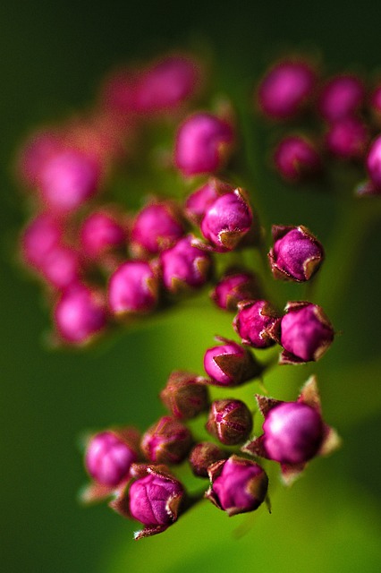 Free Flowers Petals photo and picture