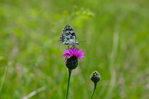 Schmetterling, Blume, Mariendistel