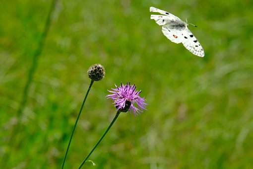 Schmetterling, Apollo, Blume, Distel