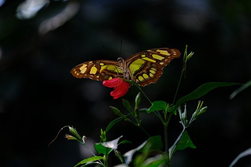 Schmetterling, Malachitschmetterling