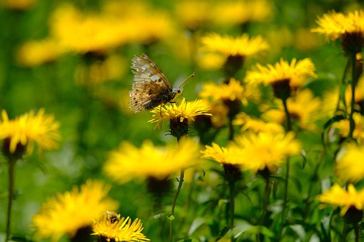 Schmetterling, Blume, Vanessa Cardui