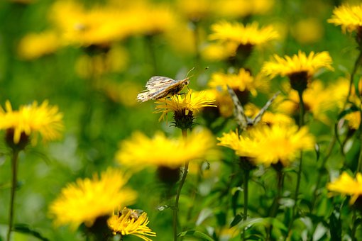 Schmetterling, Vanessa Cardui, Blume