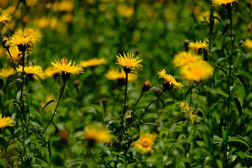 Blume, Blumentapete, Natur