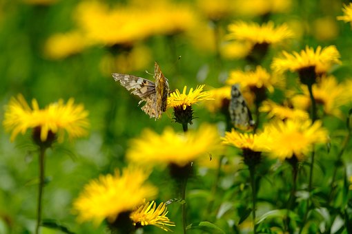 Schmetterling, Insekt, Flügel, Blumen