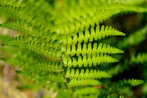 Farn, Blätter, Pflanze, Natur, Flora