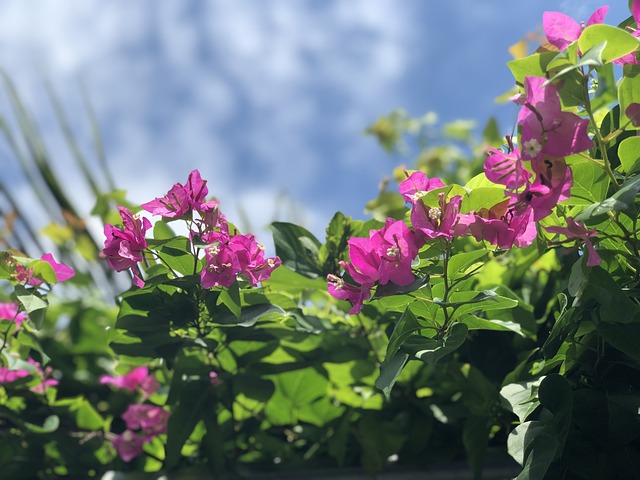 Free Flowers Petals photo and picture