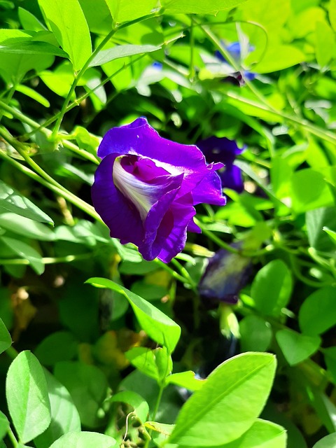 Free Flower Purple photo and picture