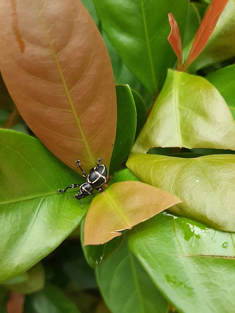 Free Insect Leaf photo and picture