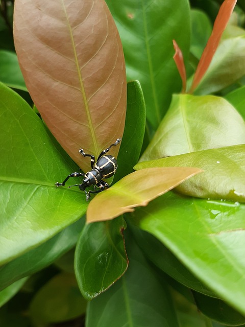 Free Bug Insect photo and picture