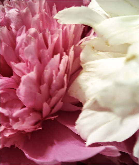 Free Peony Flower illustration and picture