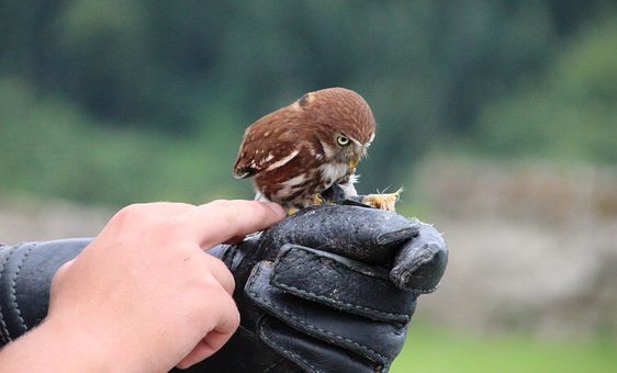 Little Bufnita, Bufniţă, Pasăre, Owlet