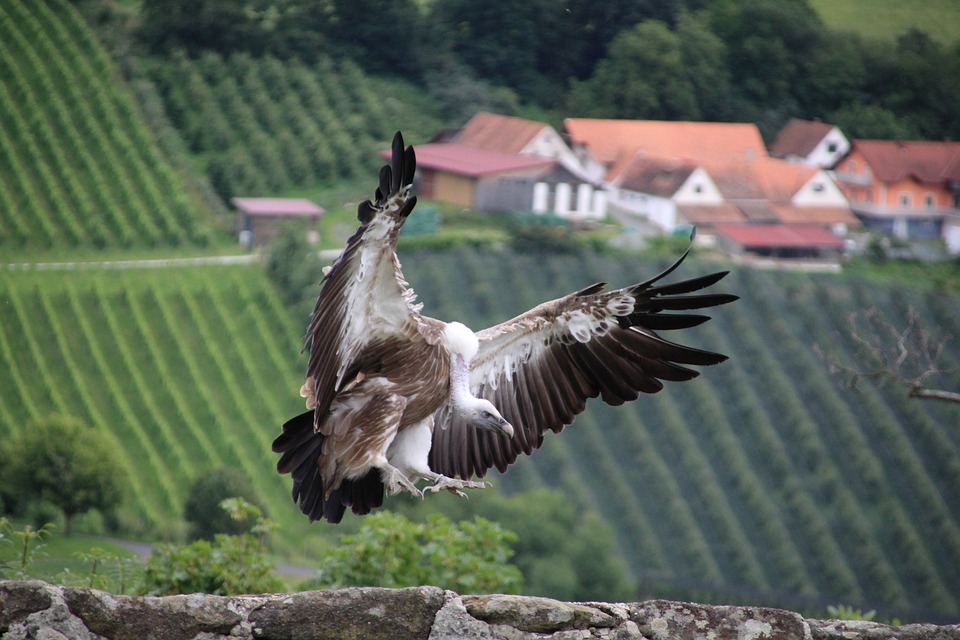Geier Raubvogel Vogel - Kostenloses Foto auf Pixabay