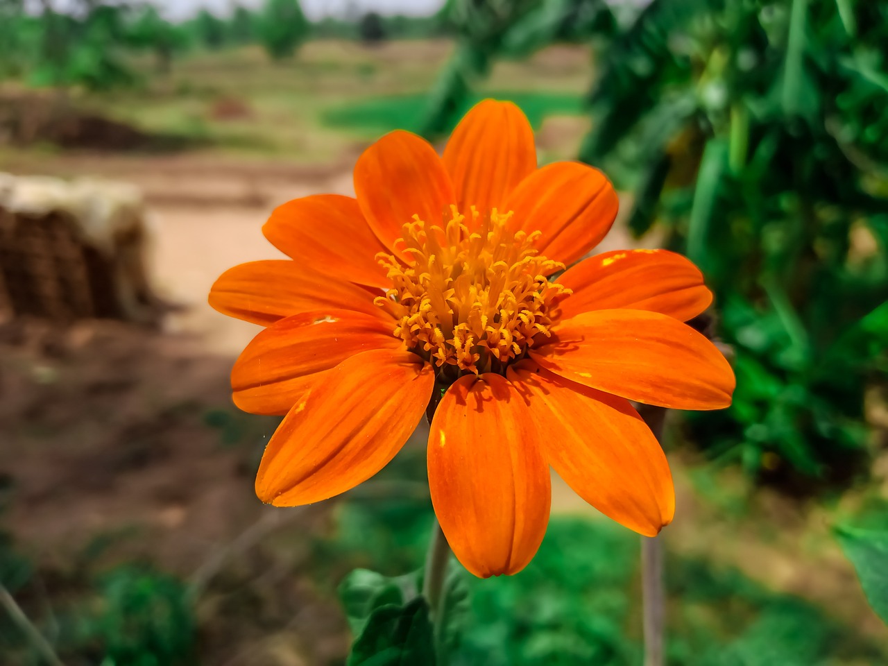 Flower Orange Leaves Close Free photo on Pixabay Pixabay