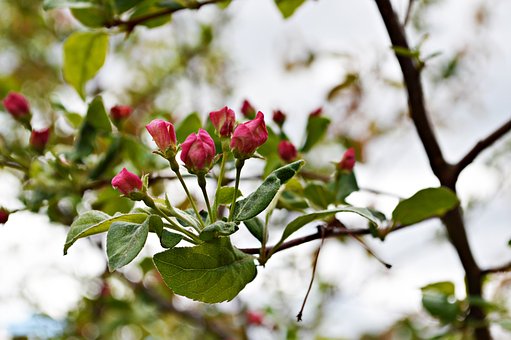 Lyserøde Blomster, Blomster, Natur