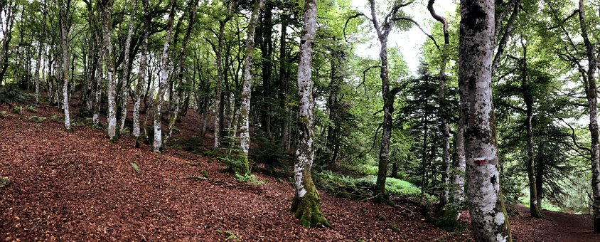 Free Forest Trees photo and picture
