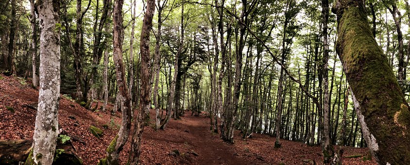 Free Forest Trees photo and picture