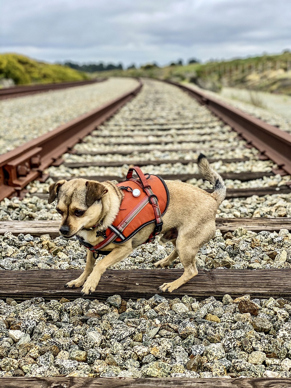 Dog Train Track Free photo on Pixabay Pixabay