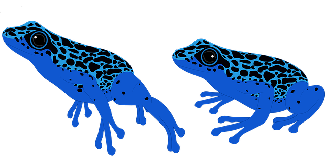 10,000+ Free Poison Dart Frog &amp; Frog Images - Pixabay