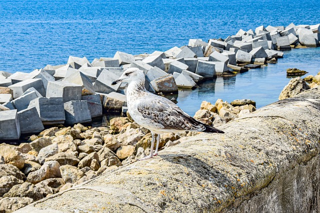 Gaviota, Pájaro, Pico, Plumas, Playa