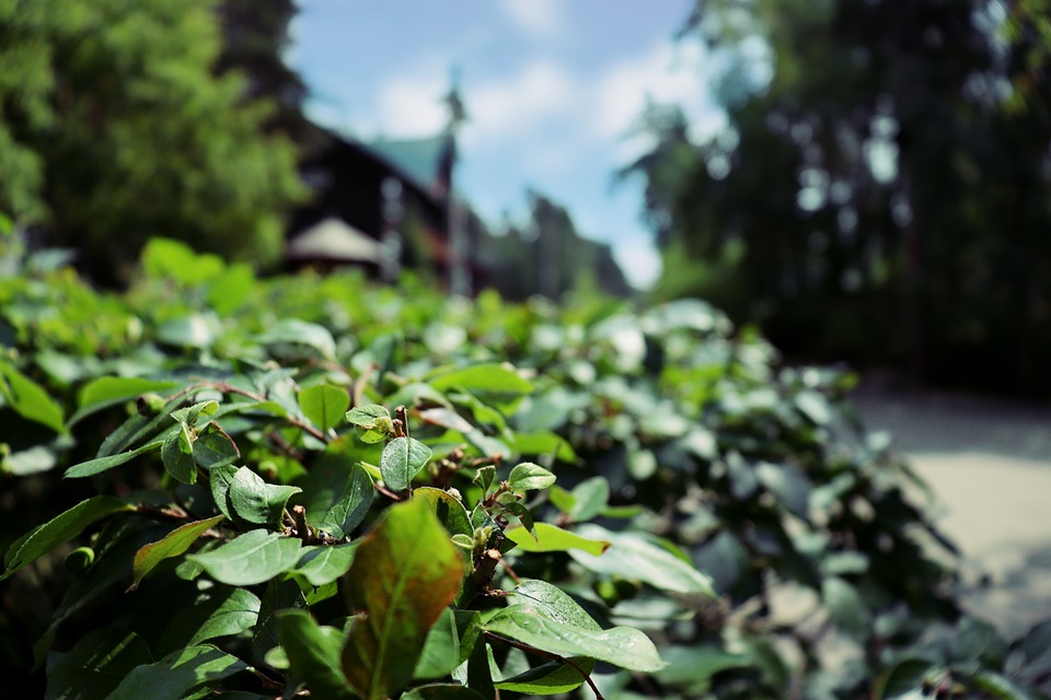 灌木叶 人行道上 不断增长 - Pixabay上的免费照片 - Pixabay