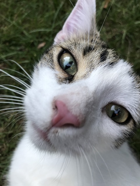 Free Cat Domestic Animal photo and picture