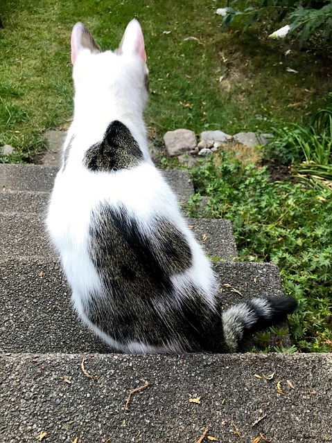 Free Cat Animal photo and picture