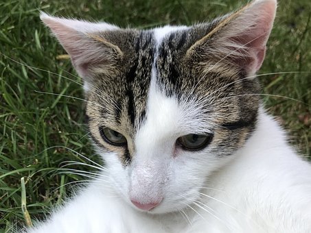 Free Cat View photo and picture