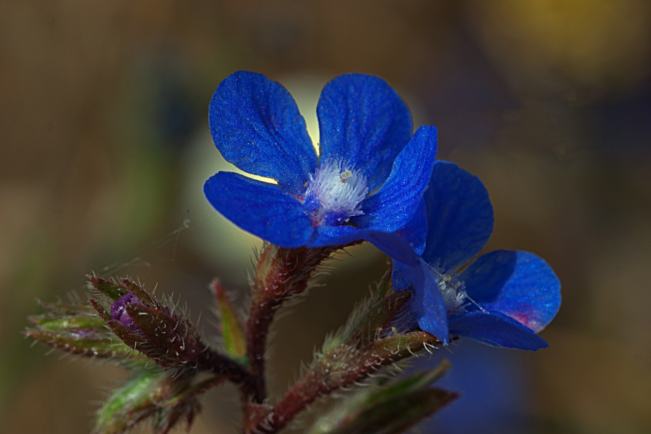 Wild Flower Plants Garden Free photo on Pixabay Pixabay