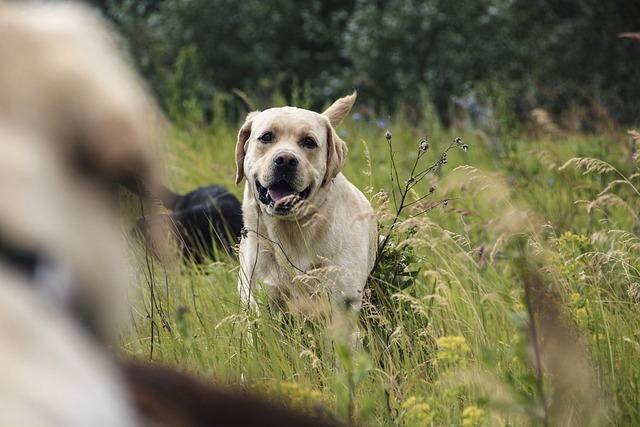 Лабрадор, Зелень, Лето, Labrador
