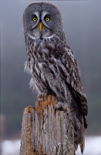 Búho Gris, Naturaleza, Búho, Pájaro