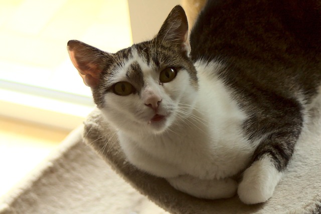 Free Cat Portrait photo and picture