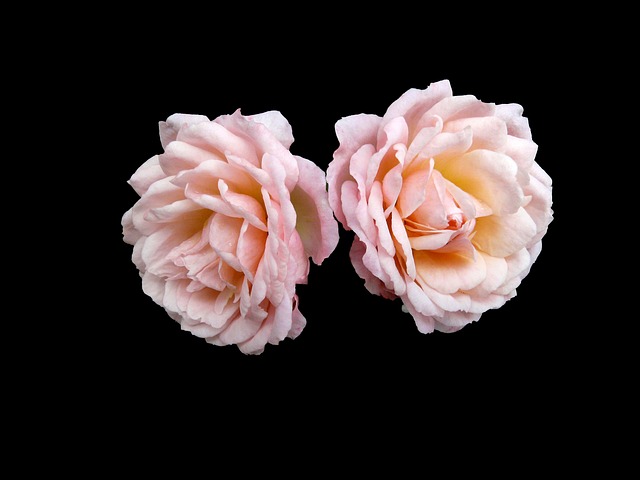 Free Pink Roses Pink photo and picture