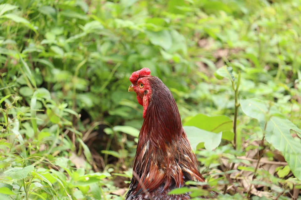 Rooster Cock Cockerel - Free photo on Pixabay - Pixabay