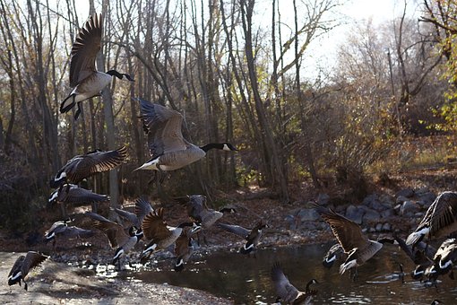 Free Goose Geese photo and picture