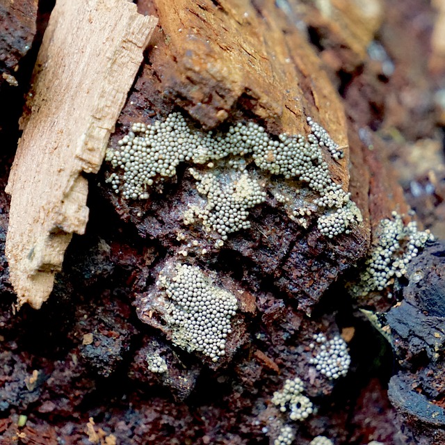 Slime Mold