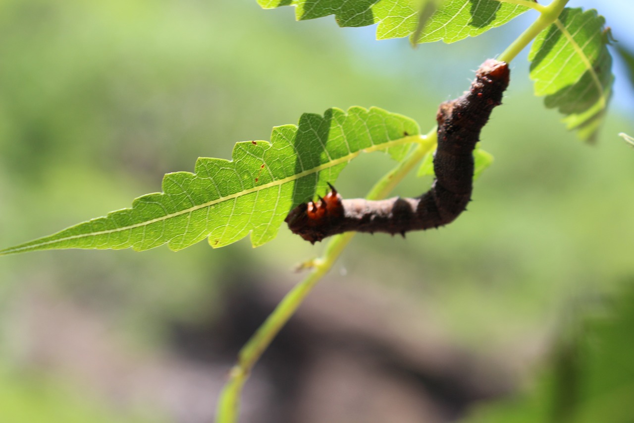 Worm Insect Eating Free photo on Pixabay Pixabay