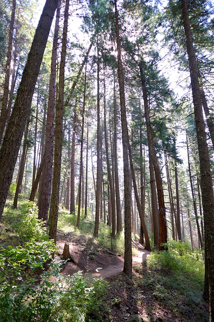 Free Forest Trees photo and picture