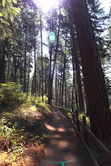 Free Forest Trees photo and picture